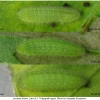 lyc tityrus larva3 volg1